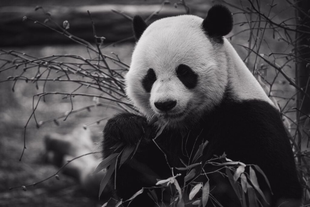 Antivirus Panda