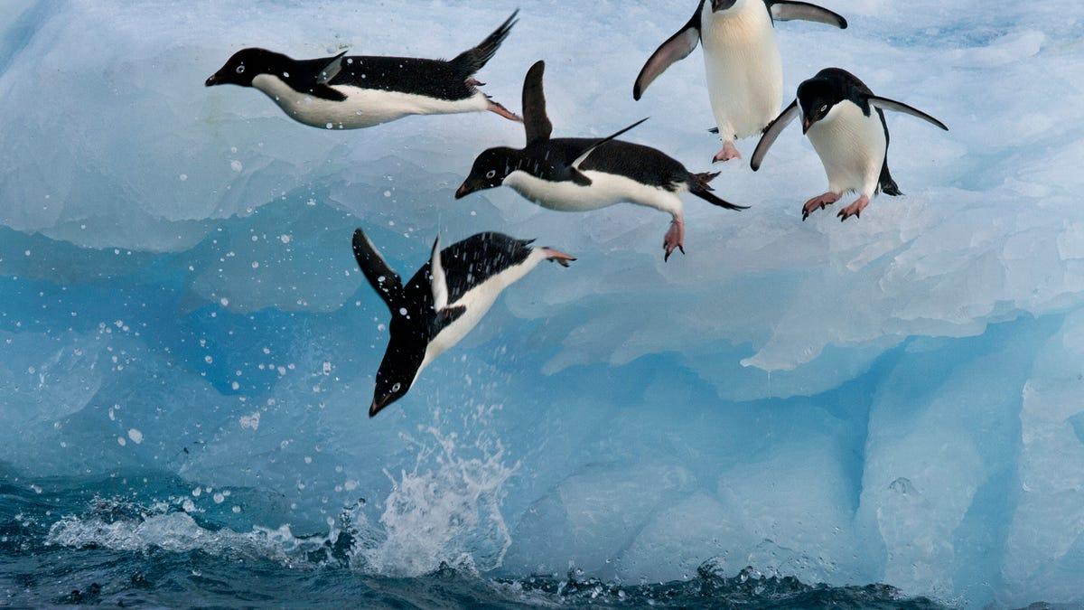 Comandos de terminal Linux