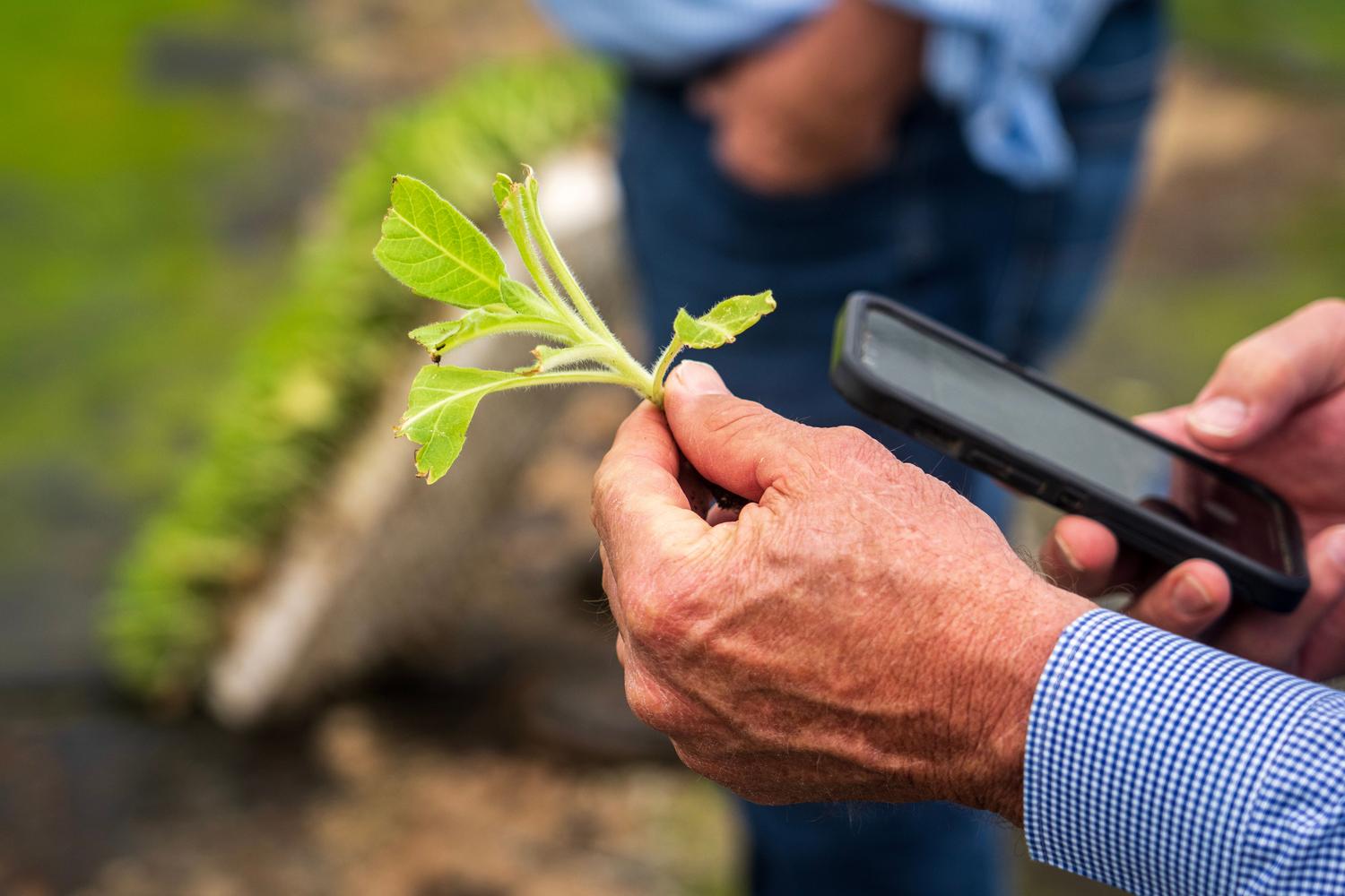 Primer plano de una persona identificando una especie de planta mediante la cámara de su smartphone